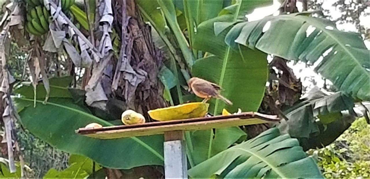 Appartamento Casa Sophia Guápiles Esterno foto